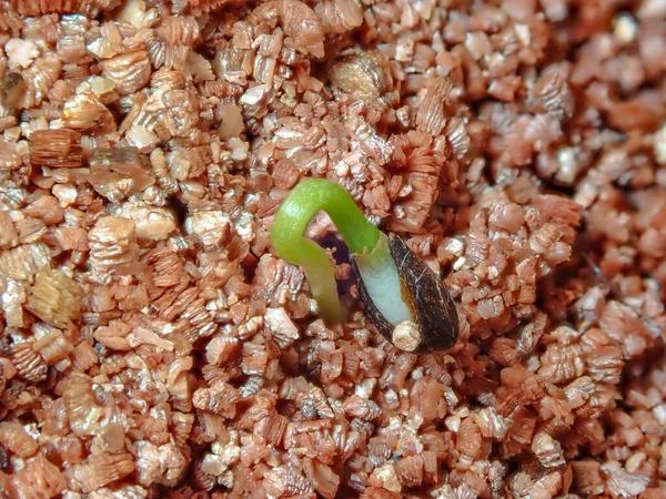 Macro di pino germogliante con semenzaio aderente ad aghi su fondo vermiculite — Foto Stock