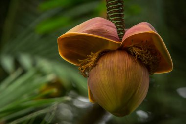 Muz çiçeği asmak. Meyve ayarı. Botanik bahçesinde meyve muzu