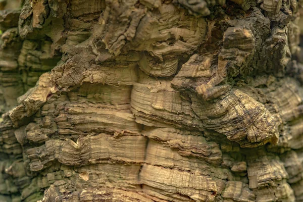 Natural tree bark background. Balsa wood close up. — Stock Photo, Image