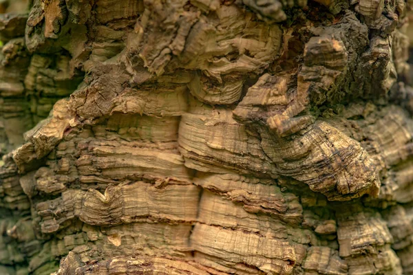 Albero naturale corteccia sfondo. Balsa legno da vicino. — Foto Stock