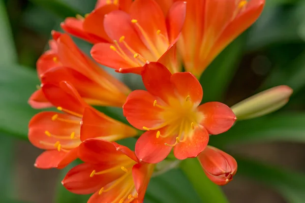 Flor de clivia miniata vermelho-alaranjada no jardim botânico — Fotografia de Stock