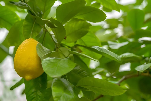 Φρέσκο ώριμο λεμόνι σε ένα κλαδί λεμονιάς σε έναν ηλιόλουστο κήπο. Βοτανικός κήπος — Φωτογραφία Αρχείου