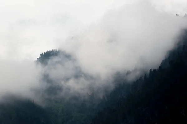 Árboles en la niebla de la mañana en la montaña. Fondo montañoso con pinos cubiertos de nubes. — Foto de Stock