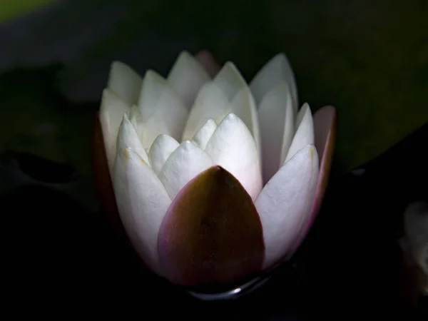 Beautiful white water lily blooming on the water in the pond. Flower on dark background. — Stock Photo, Image