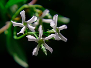 Çin yasemin çiçekleri koyu arka planda izole edilmiş. Doğal arka plan