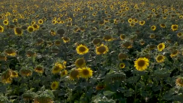 FullHD video van een zonnebloemenveld van een drone. Landbouw. Luchtfoto van zonnebloemen. — Stockvideo