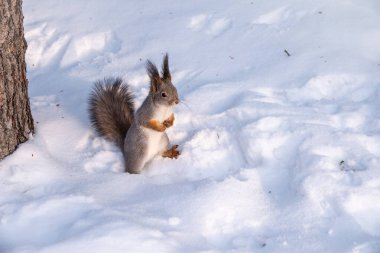 Beyaz karda arka ayakları üzerinde duran sincap. Avrasya kızıl sincabı, Sciurus vulgaris