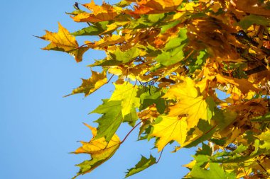 Sonbaharda gün batımında yeşil ve sarı yapraklı akçaağaç dalları. Mavi gökyüzü arka planı. Kuru sonbahar yaprakları arka plan, altın akçaağaç yaprakları, sonbahar parkı, mevsimler değişir.