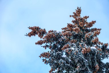 Kışın mavi gökyüzüne karşı iğneler ve konilerle yeşil ladin dalları. Bir sürü ladin külahı. Firavun ağacı. Kopyalama alanı olan arkaplan resmi.