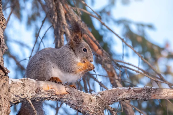 Girl feeds a squirrel with nuts at winter. Squirrel eats nuts from the girls hand. Caring for animals in winter or autumn.