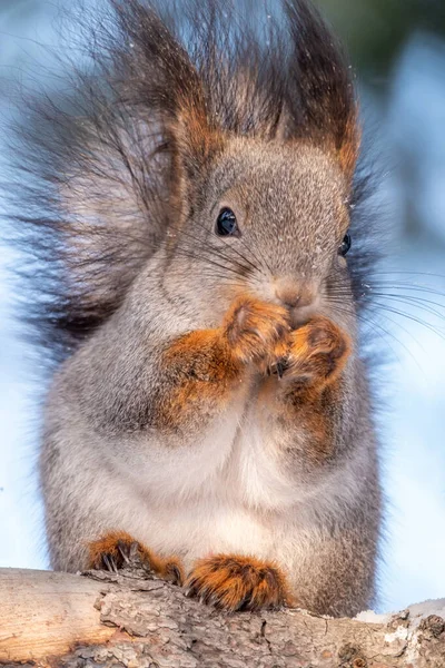 在冬季或秋季 有坚果的松鼠坐在冷杉树枝上 欧亚红松鼠 粗俗的科学家 冬季松鼠的肖像 — 图库照片