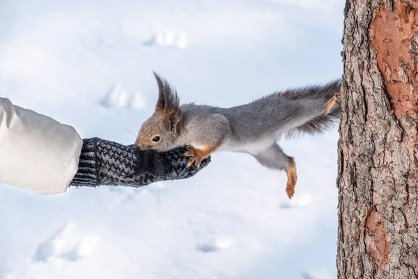 Girl feeds a squirrel with nuts at winter. Squirrel eats nuts from the girls hand. Caring for animals in winter or autumn.