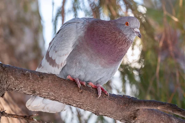 The fat pigeon sitting on a branch. Domestic pigeon bird and blurred natural background. Grey dove bird.