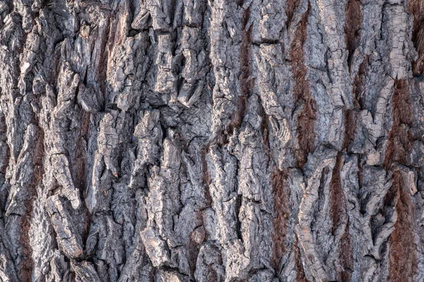 Cork oak tree bark texture. Old Tree bark texture. Natural background. Cork oak, lat. Quercus suber