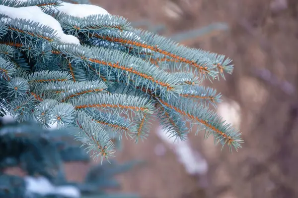 Branches Épinette Bleue Recouvertes Neige Avec Des Aiguilles Dans Lumière — Photo