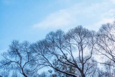 Sonbahar ya da kış ağacı dalları açık mavi gökyüzüne karşı kopyalanmış doğal şablon..