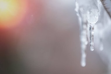 Gri bir arkaplanda, kopyalama alanı olan şeffaf buz sarkıtı. Buz saçakları eriyor. Bahar havası.