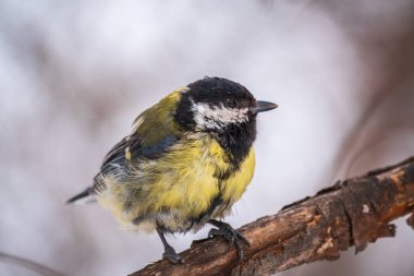 Tit with a damaged paw. Cute bird Great tit, songbird sitting on a branch without leaves in the autumn or winter. Parus major
