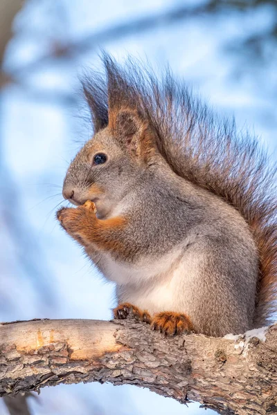 암컷은 겨울에 견과류와 다람쥐를 먹는다 다람쥐는 손에서 견과류를 먹습니다 겨울이나 — 스톡 사진