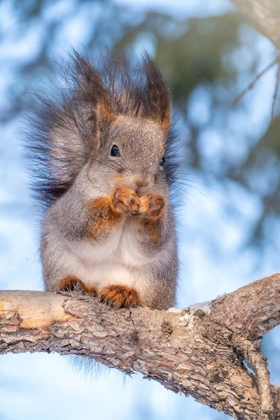 Scoiattolo Con Noce Siede Rami Abete Nell Inverno Autunno Scoiattolo — Foto Stock