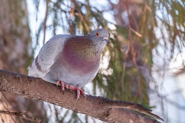 The fat pigeon sitting on a branch. Domestic pigeon bird and blurred natural background. Grey dove bird.