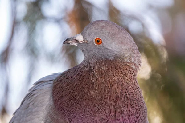 Das Dicke Taubenporträt Haustaubenvogel Und Verschwommener Natürlicher Hintergrund Grautaubenvogel — Stockfoto