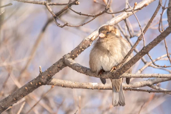 Sparrow Sits Branch Leaves Snow Sparrow Branch Winter — Stock Photo, Image