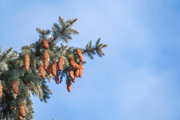 Grön Gran Grenar Med Nålar Och Kottar Mot Blå Himmel — Stockfoto