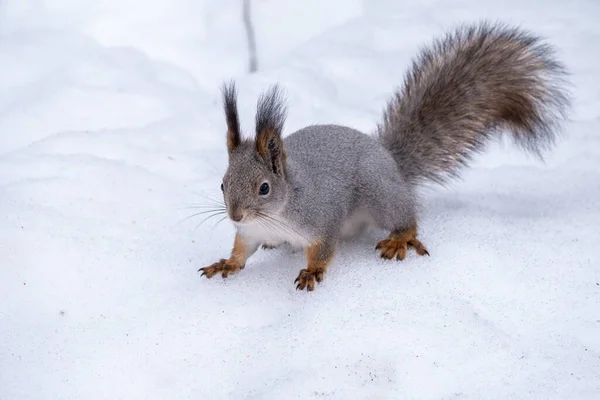 Das Eichhörnchen Sitzt Auf Weißem Schnee Rotes Eichhörnchen Sciurus Vulgaris — Stockfoto