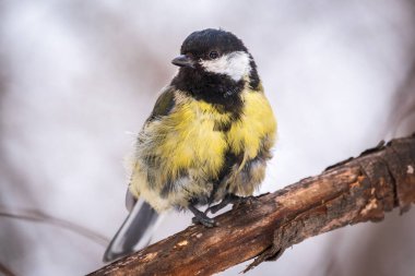 Tit with a damaged paw. Cute bird Great tit, songbird sitting on a branch without leaves in the autumn or winter. Parus major