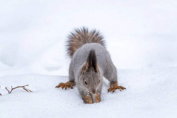 Esquilo Esconde Nozes Neve Branca Esquilo Vermelho Eurasiano Sciurus Vulgaris — Fotografia de Stock