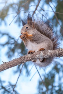 Fındıklı sincap kışın veya sonbaharda köknar dallarına oturur. Avrasya kızıl sincabı, Sciurus vulgaris. Kışın sincap portresi.