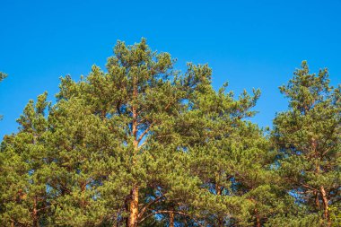 Mavi gökyüzünün arka planında uzun iğneler olan yemyeşil çam ağacından bir taç. Tazelik, doğa, konsept.
