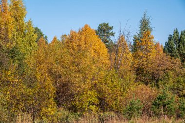 Sonbahar ormanında turuncu, yeşil ve sarı yapraklı ağaçlar. Doğa geçmişi. Altın sonbahar renkleri.