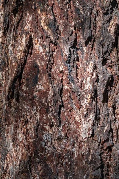 松の木の樹皮 スプルース樹皮の食感 シームレスな木の樹皮の背景 古い木の茶色の質感 — ストック写真