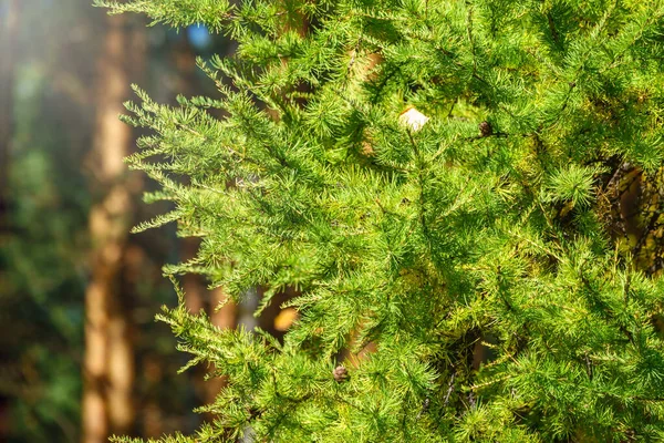 Яскраві Гілки Восени Зеленому Жовтому Листках Фону Походження Осені — стокове фото