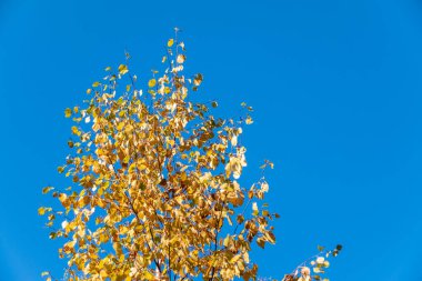 Sonbaharda günbatımının ışığında sarı yapraklı huş dalları. Mavi gökyüzü arka planı. Kuru sonbahar yaprakları arka plan, altın huş ağacı yaprakları, sonbahar parkı, mevsimler değişir, sonbahar doğası.