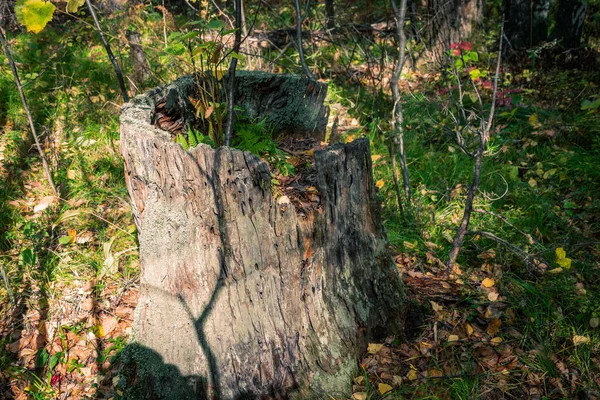 숲에서 이끼와 고사리가 자라는 그루터기 나무의 — 스톡 사진