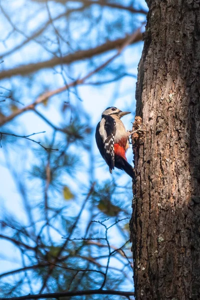 Little Woodpecker Sits Tree Trunk Woodpecker Obtains Food Large Tree — Stock Photo, Image