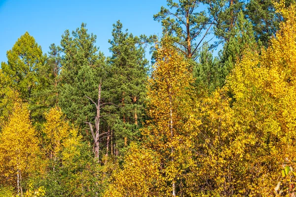Drzewa Pomarańczowymi Zielonymi Żółtymi Liśćmi Zielonymi Sosnami Jesiennym Lesie Środowisko — Zdjęcie stockowe