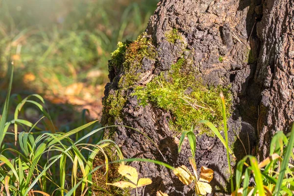 Παλιό Δέντρο Κούτσουρο Βρύα Στο Φθινόπωρο Δάσος Καστανή Υφή Του — Φωτογραφία Αρχείου