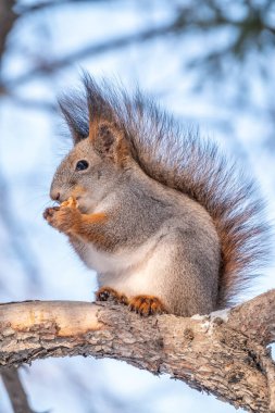 Fındıklı sincap kışın veya sonbaharda köknar dallarına oturur. Avrasya kızıl sincabı, Sciurus vulgaris. Kışın sincap portresi.