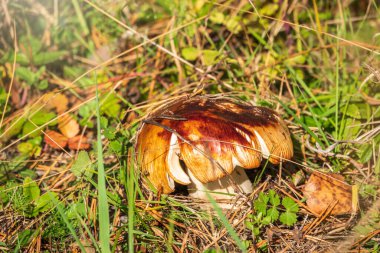 Parlak sonbahar ormanında güzel bir mantar duruyor ve sonbahar güneşinin birkaç ışığını alıyor. Sonbahar ormanında güneşte mantar