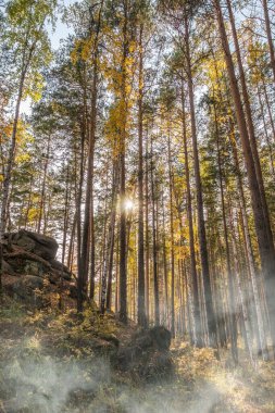 Sonbahar ormanında sisli taştan bir kaya. Sonbahar dağ ormanları, kayalar. Sonbahar ormanında dağ kayaları. Sonbahar manzarası. Altın renkler.