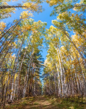 Sonbahar ormanındaki ağaçların tepeleri, mavi arka planda aşağıdan yukarıya doğru bir manzara. Orman yolu yapraklarla kaplı. Sonbahar arka planı, sonbahar parkı, mevsimler değişir, sonbahar doğası.