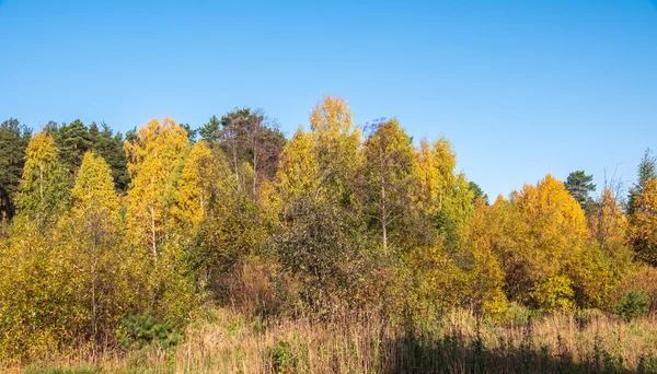 주황색 노란색 나무들이 자연의 황금빛 — 스톡 사진