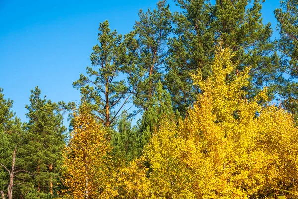 Sonbahar Ormanında Turuncu Yeşil Sarı Yapraklı Ağaçlar Yeşil Çam Ağaçları — Stok fotoğraf