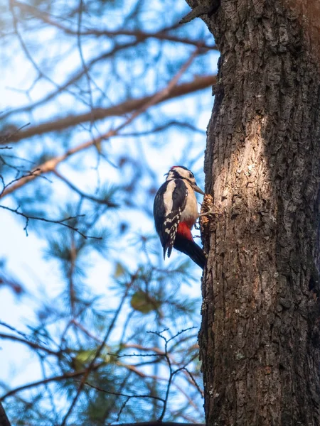 Little woodpecker sits on a tree trunk. A woodpecker obtains food on a large tree without leaves in winter. Survival of birds in the winter or autumn. The great spotted woodpecker, Dendrocopos major