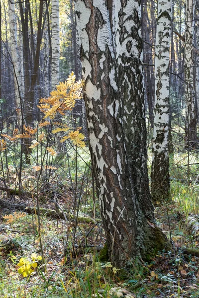숲에는 나뭇잎이 자라는 나무들이 자작나무 검은색과 흰색의 노란색의 땅으로 이루어진 — 스톡 사진