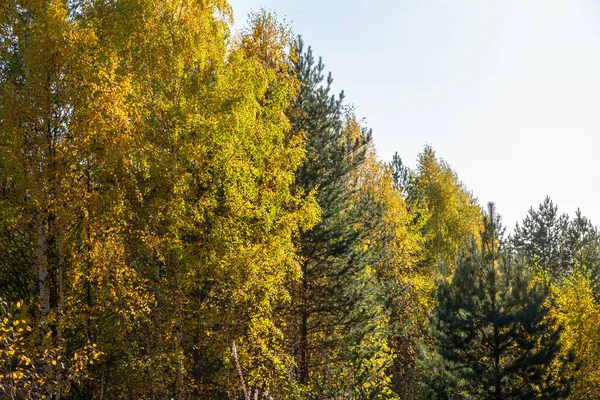 Trees Orange Green Yellow Leaves Autumn Forest Nature Background Golden Stock Photo